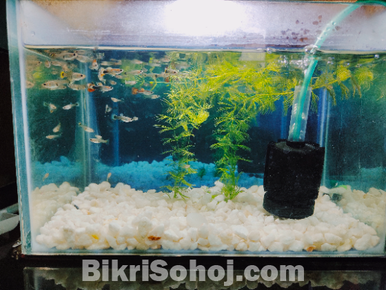 Fish(guppy fish)